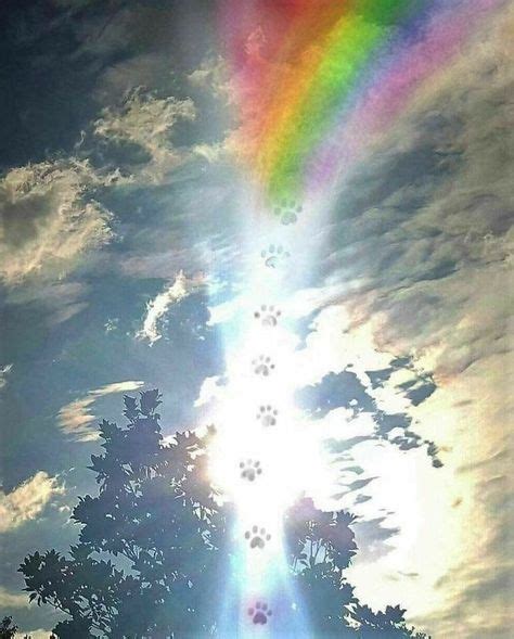 August 28 National Rainbow Bridge Day in 2020 | Rainbow bridge, Pet ...