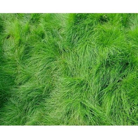 Creeping Red Fescue Grass Seed (Festuca rubra) | Seed World