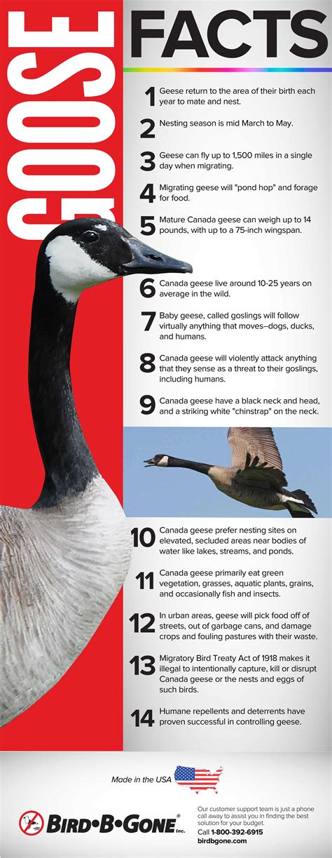 What Every Property Owner/Manager Needs to Know About Geese - Bird B ...