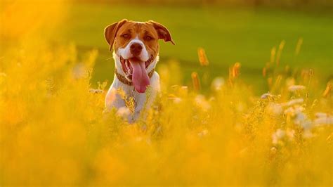 dog, Animal, Friendly, Puppy, Cute, Dogs Wallpapers HD / Desktop and Mobile Backgrounds