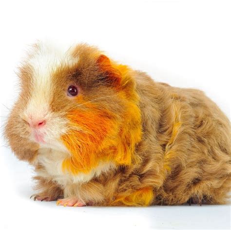 Merino Guinea Pig | Guinea Pig Wikia | Fandom