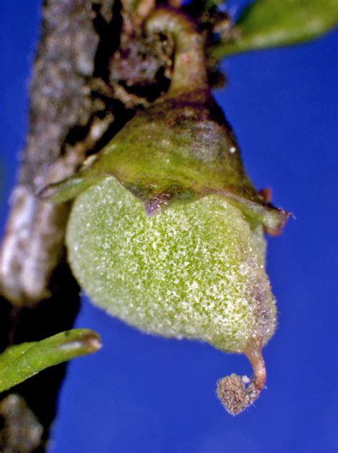 Plangianthus divaricatus - The University of Auckland