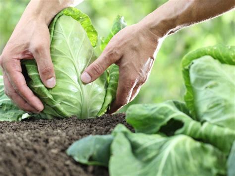 Harvesting Cabbage: How And When To Harvest Cabbage