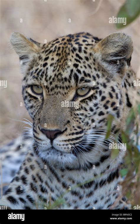 Portrait of a female leopard Stock Photo - Alamy