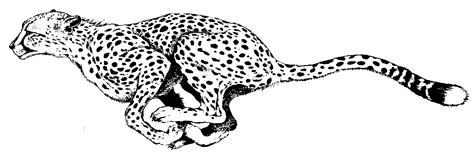 Arthur's Cheetah Clipart Page 1 | Animal tattoos, Cheetah drawing, Leopard tattoos