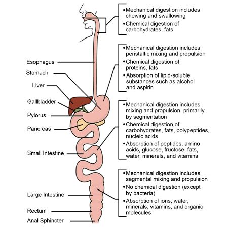 Importance of Chemical Digestion - MathewilHerring