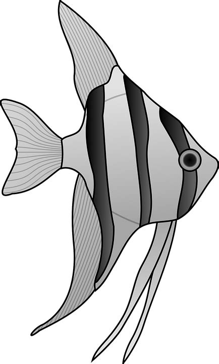 Angelfish Fish Aquarium · Free vector graphic on Pixabay