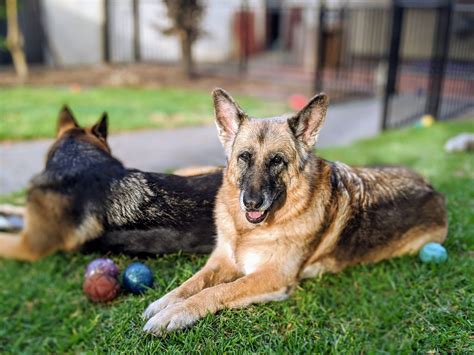 Training German Shepherd Puppies – All You Need to know | Bark Collar Reviews