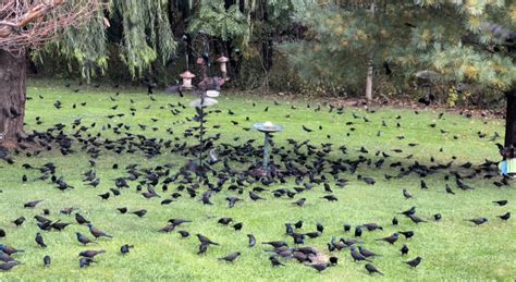 Grackle Invasion! - FeederWatch