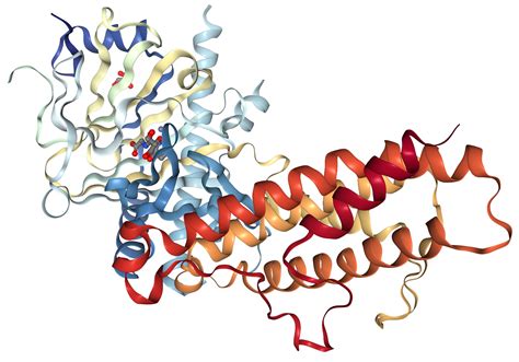 FTO Protein Overview | Sino Biological