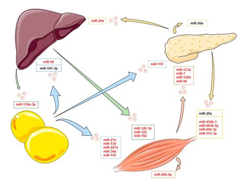 Cells | Free Full-Text | Organ Crosstalk and the Modulation of Insulin Signaling | HTML