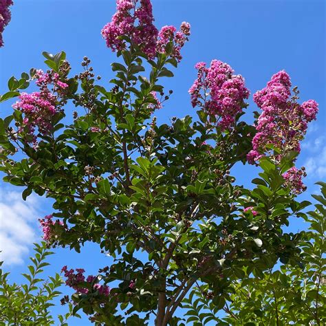 Lavender Crape Myrtle | C&J Gardening Center