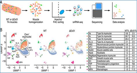 Decoding DMD transcriptional networks using single‐nucleus RNA sequencing | LaptrinhX / News