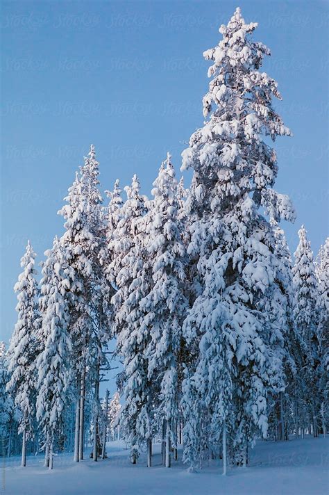 "Majestic White Trees In Snowy Woods" by Stocksy Contributor "Duet Postscriptum" - Stocksy