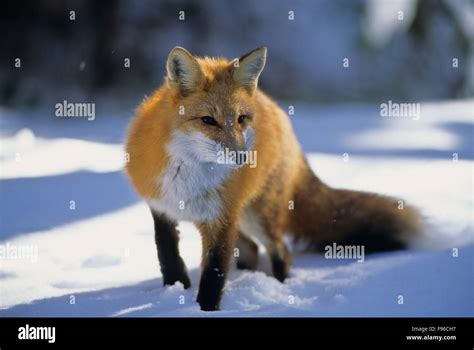 Red Fox (Vulpes vulpes) Adult. Winter diet consists of mice, birds ...