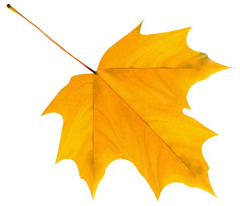 Yellow Autumn Leaf PNG Clipart Image | Gallery Yopriceville - High ...