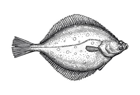 Flounder Stock Illustrations – 3,106 Flounder Stock Illustrations ...