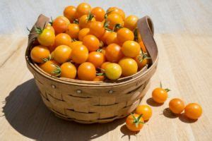 Top 5 Cherry Tomato Varieties Chart - Grower Today