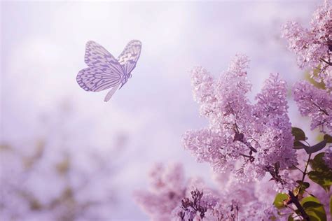 Lavender Butterfly Wallpapers - Top Free Lavender Butterfly Backgrounds ...