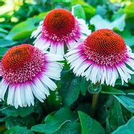 Pin on echinacea