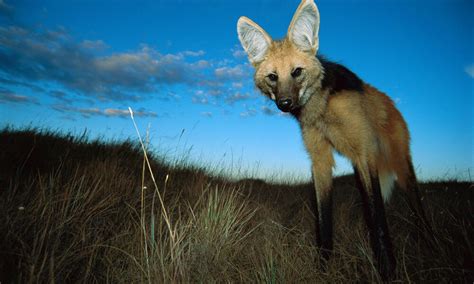 El Cerrado | Historias | Descubre WWF