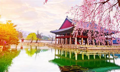 South Korea Cherry Blossoms | TripADeal