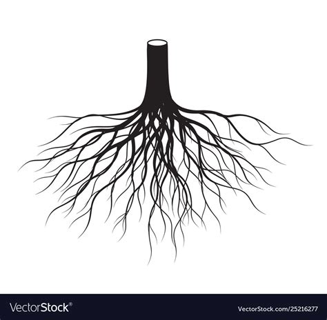 Black tree roots Royalty Free Vector Image - VectorStock