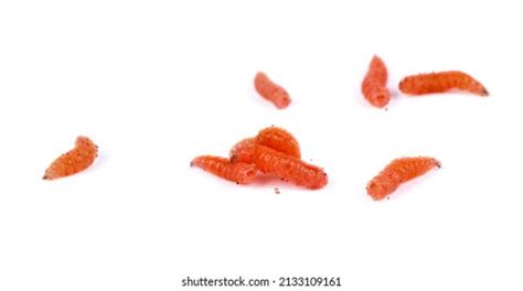 605 Maggots On Meat Images, Stock Photos & Vectors | Shutterstock