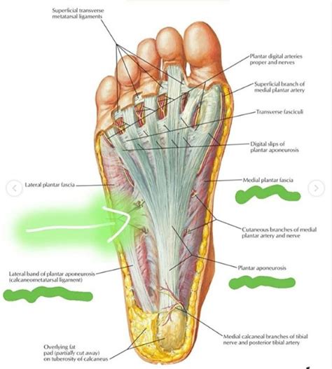 História da Medicina: Fibromatose Plantar/Doença de Ledderhose – Daniel ...