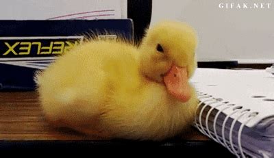 Someone Duckling GIF - Find & Share on GIPHY