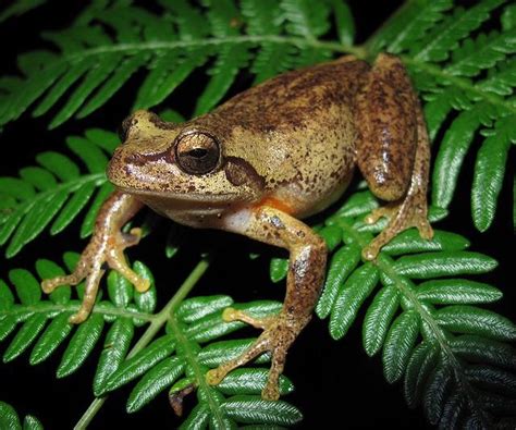 Endangered Large Brown Tree Frog Rediscovered! - Goongerah Environment Centre