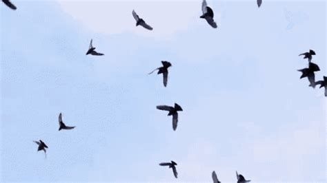 Bird flying (gif) Birds In The Sky, Flock Of Birds, Birds Flying, Aesthetic Gif, Aesthetic ...