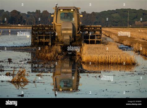 Harvester machine to harvest rice field working Stock Photo - Alamy