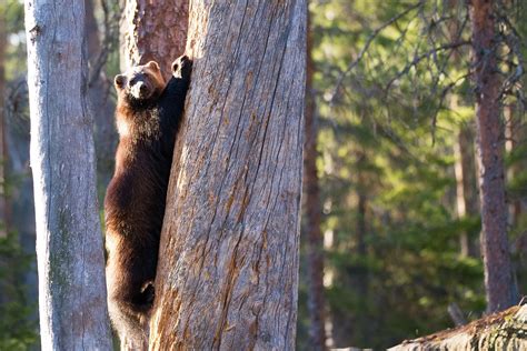 Wildlife In Wyoming - Animals Around the Globe