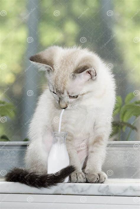 Kitten Drinking Milk from a Milk Bottle Stock Photo - Image of liquid, furry: 32447190