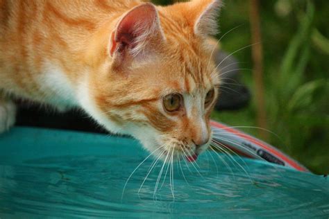 Free picture: cute, animal, yellow cat, head, curious, pet, portrait ...