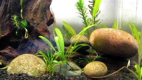 Guppy fish tank with live plants - YouTube