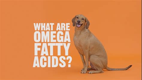 Best Dog Food With Omega-3 Fatty Acids | BeChewy