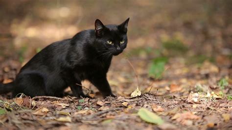 Young Black Cat is Resting in the Forest Stock Video Footage - Storyblocks