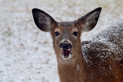 Zombie Deer Disease Reported in Texas: Could it Spread to Humans?