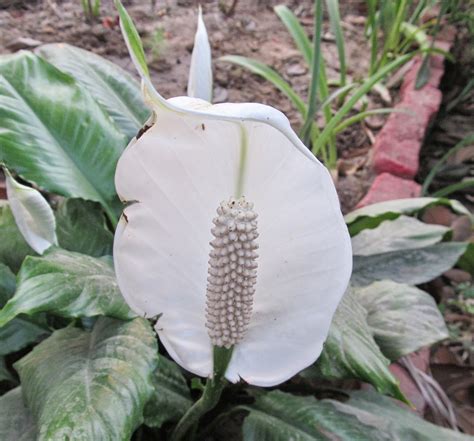 NATURAL & UNIQUE PHOTOGRAPHY: COBRA PLANT FLOWER OR PEACE LILY