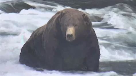 Alaska’s beloved ‘Fat Bear Week’ roars on after government shutdown ...