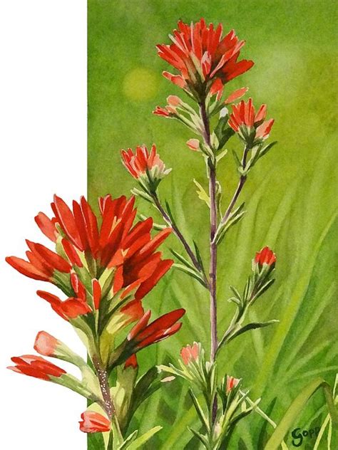 Indian Paintbrush by Gregory Gopp | Indian paintbrush, Flower painting ...