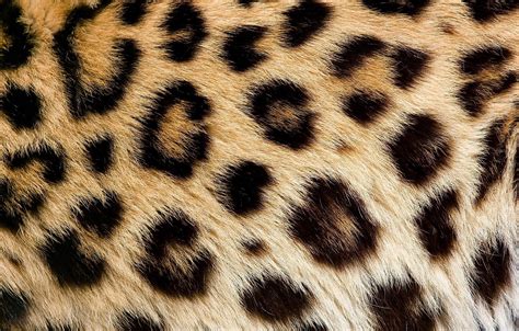 Wallpaper texture, wool, spot, leopard, fur images for desktop, section ...