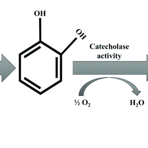 Conformational structure of horseradish peroxidase as a member of ...