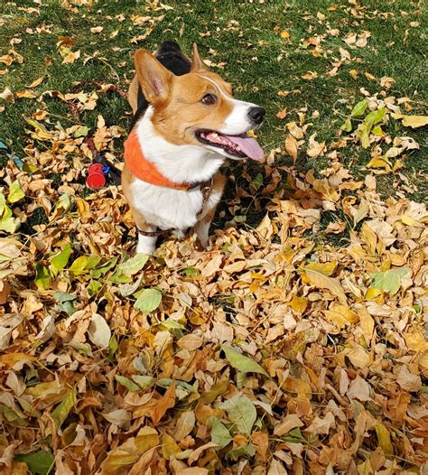 Small Dog in a Big World — Leaf pile! 🧡🍁🍂🍁🍂🧡