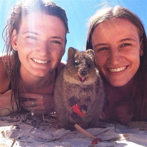 The 'Quokka Selfie'-Just Look At That Grin | Travels And Living