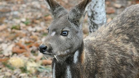 The Siberian Musk Deer | Critter Science