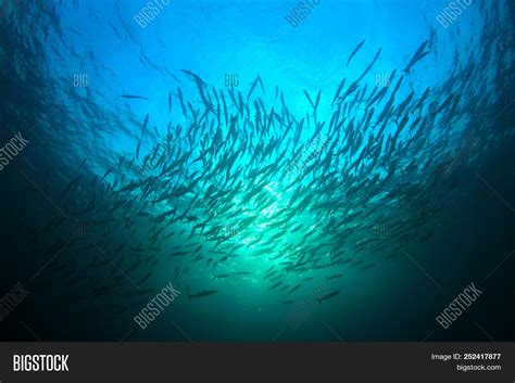 Barracuda Fish School Image & Photo (Free Trial) | Bigstock