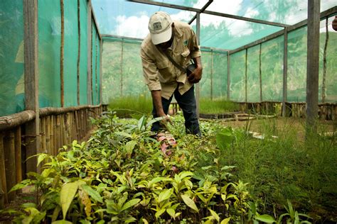 Papua New Guinea Forest Nursery Program Supports Livelihoods and ...